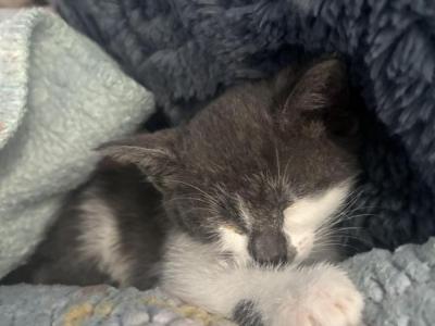 Cleo - British Shorthair - Gallery Photo #1