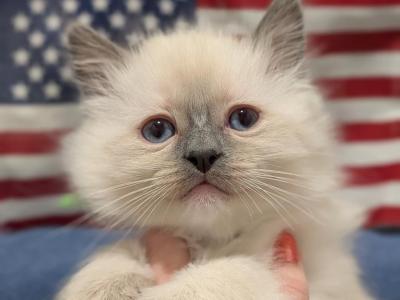 Honor - Ragdoll - Gallery Photo #1