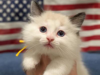 Glory - Ragdoll - Gallery Photo #1