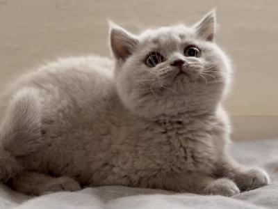 EncantoBrits Lilac Female - British Shorthair - Gallery Photo #1
