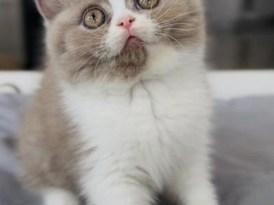 Lilac Bicolor Male - British Shorthair - Gallery Photo #1