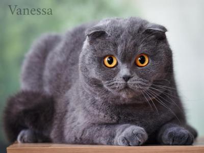 VANESSA Blue Scottish Fold - Scottish Fold - Gallery Photo #1