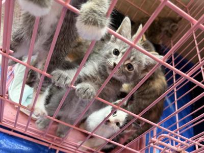 Free Kittens - Siamese - Gallery Photo #1