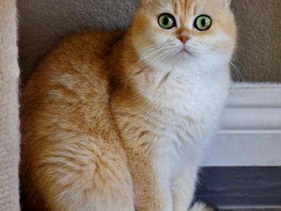VIVA British Shorthair Golden Chinchilla - British Shorthair - Gallery Photo #1