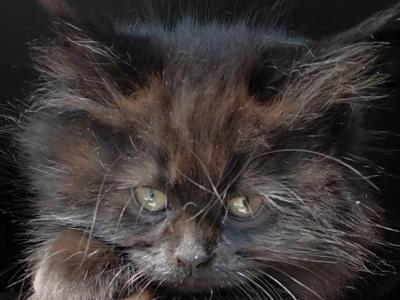 Void Maine Coon Dollface Persian Hybrid - Maine Coon - Gallery Photo #1