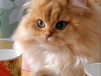 GIGI British Longhair Golden Chinchilla - British Shorthair - Gallery Photo #1