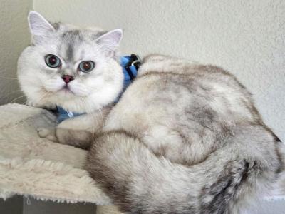 TARGET British Blue Golden Chinchilla - British Shorthair - Gallery Photo #1