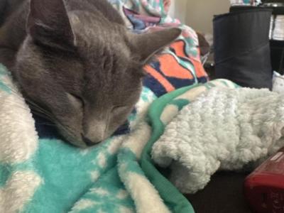 Ivy - Domestic - Gallery Photo #1