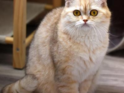 TASSIA British Shorthair Golden Chinchilla - British Shorthair - Gallery Photo #1