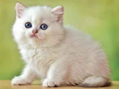 Olaf Blue Golden Chinchilla - British Shorthair - Gallery Photo #1