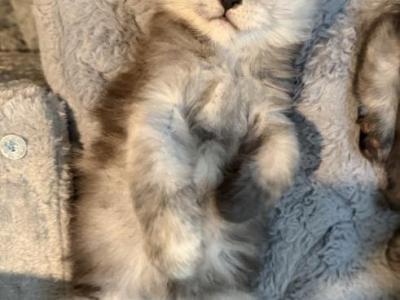 Jewel Darker Blue Smoke - Maine Coon - Gallery Photo #1