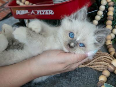 Noble - Ragdoll - Gallery Photo #1