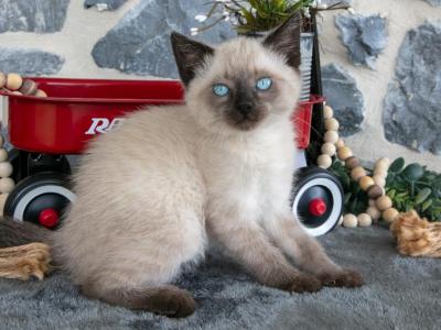 Mocha - Siamese - Gallery Photo #1