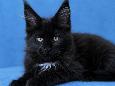 Boy V72 - Maine Coon - Gallery Photo #1