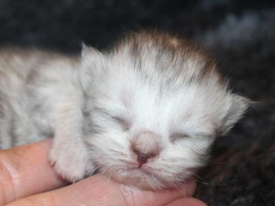 Shaded Silver Persian Female Persian Kitten - Persian - Gallery Photo #1