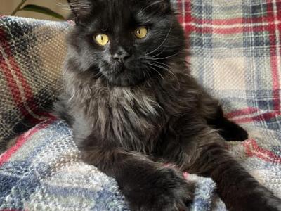 Boy V74 - Maine Coon - Gallery Photo #1