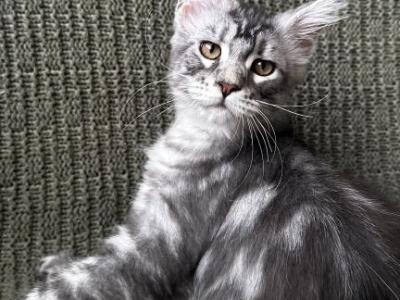 Girl V45 - Maine Coon - Gallery Photo #1