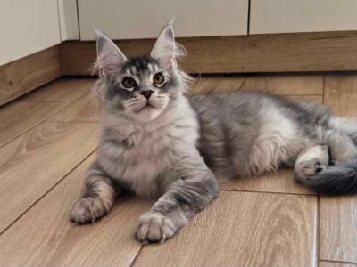 Mike - Maine Coon - Gallery Photo #1