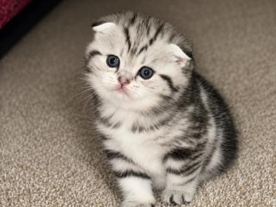 Mila - Scottish Fold - Gallery Photo #1
