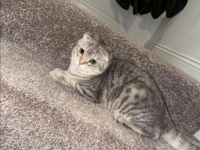 Bella - Scottish Fold - Gallery Photo #1