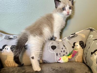 Felix - Domestic - Gallery Photo #1