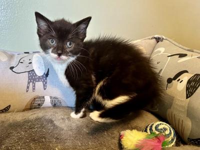 Zoe - Domestic - Gallery Photo #1