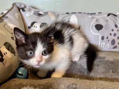 Jade - Domestic - Gallery Photo #1