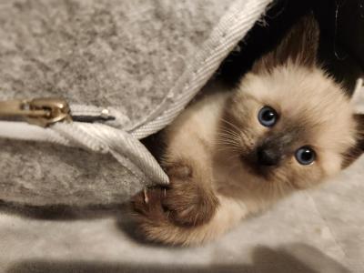 Sealpoint Female 3 - Siamese - Gallery Photo #1