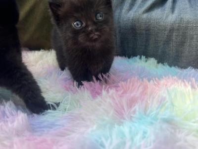 Black Shortie - Minuet - Gallery Photo #1