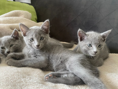 Russian Blue Kittens New Litter 4 - Russian Blue - Gallery Photo #1