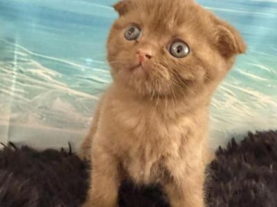 Beau Scottish Fold Cinnamon  Male - Scottish Fold - Gallery Photo #1