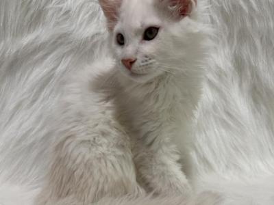Jax - Maine Coon - Gallery Photo #1