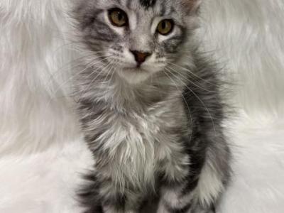 Rex - Maine Coon - Gallery Photo #1