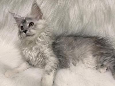 Lex - Maine Coon - Gallery Photo #1
