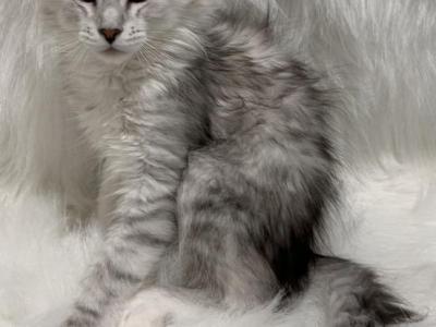 Ava - Maine Coon - Gallery Photo #1