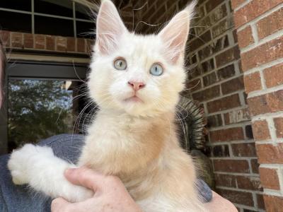 Kisacoons2p - Maine Coon - Gallery Photo #1