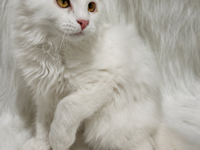 Axl - Maine Coon - Gallery Photo #1