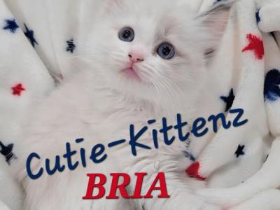 Skylar's Babies - Ragdoll - Gallery Photo #1