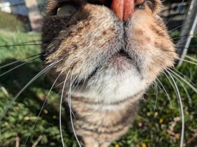 Snickers - Domestic - Gallery Photo #1