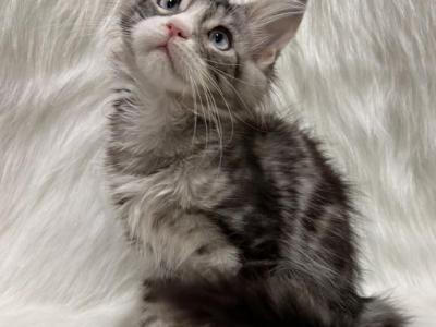 Eli - Maine Coon - Gallery Photo #1