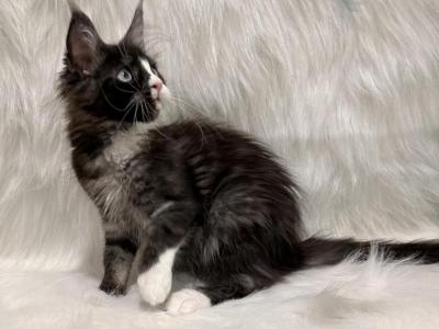 Mia - Maine Coon - Gallery Photo #1