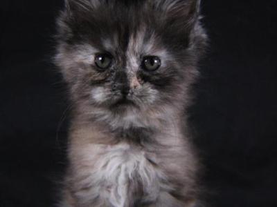 LJ - Maine Coon - Gallery Photo #1