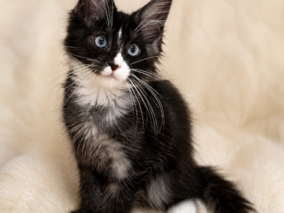 Taz - Maine Coon - Gallery Photo #1