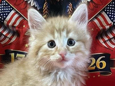 Fritz - Norwegian Forest - Gallery Photo #1