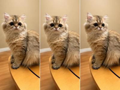 Piccola - Persian - Gallery Photo #1