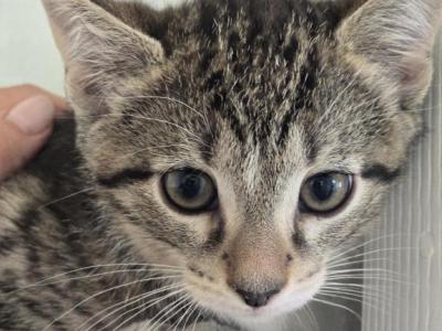 Tiger Kitty Boy - Domestic - Gallery Photo #1