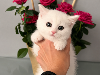 Scottish Straight White Kitten - Scottish Straight - Gallery Photo #1