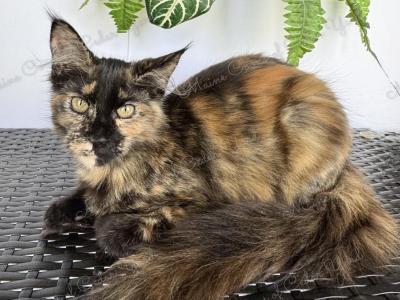 Tortoiseshell Maine Coon Girl - Maine Coon - Gallery Photo #1