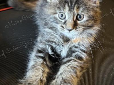 Maine Coons Of Cedar Yard - Maine Coon - Gallery Photo #1