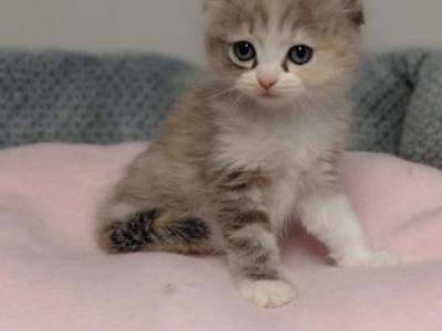 Ragdoll Kittens - Ragdoll - Gallery Photo #1